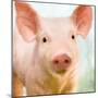 Baby Pig-Kimberly Allen-Mounted Premium Giclee Print