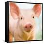 Baby Pig-Kimberly Allen-Framed Stretched Canvas