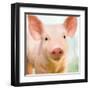 Baby Pig-Kimberly Allen-Framed Art Print