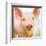 Baby Pig-Kimberly Allen-Framed Art Print