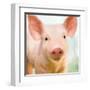 Baby Pig-Kimberly Allen-Framed Art Print