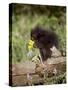 Baby Porcupine in Captivity, Animals of Montana, Bozeman, Montana, USA-James Hager-Stretched Canvas