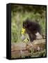 Baby Porcupine in Captivity, Animals of Montana, Bozeman, Montana, USA-James Hager-Framed Stretched Canvas