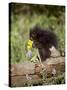 Baby Porcupine in Captivity, Animals of Montana, Bozeman, Montana, USA-James Hager-Stretched Canvas