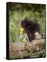 Baby Porcupine in Captivity, Animals of Montana, Bozeman, Montana, USA-James Hager-Framed Stretched Canvas