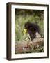 Baby Porcupine in Captivity, Animals of Montana, Bozeman, Montana, USA-James Hager-Framed Photographic Print