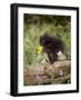 Baby Porcupine in Captivity, Animals of Montana, Bozeman, Montana, USA-James Hager-Framed Photographic Print