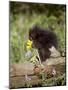 Baby Porcupine in Captivity, Animals of Montana, Bozeman, Montana, USA-James Hager-Mounted Photographic Print