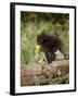 Baby Porcupine in Captivity, Animals of Montana, Bozeman, Montana, USA-James Hager-Framed Photographic Print