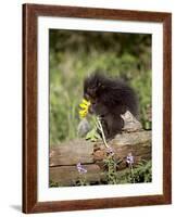 Baby Porcupine in Captivity, Animals of Montana, Bozeman, Montana, USA-James Hager-Framed Photographic Print