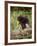 Baby Porcupine in Captivity, Animals of Montana, Bozeman, Montana, USA-James Hager-Framed Photographic Print