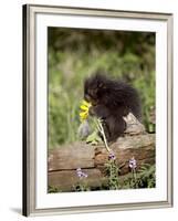 Baby Porcupine in Captivity, Animals of Montana, Bozeman, Montana, USA-James Hager-Framed Photographic Print