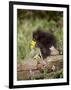 Baby Porcupine in Captivity, Animals of Montana, Bozeman, Montana, USA-James Hager-Framed Photographic Print