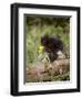 Baby Porcupine in Captivity, Animals of Montana, Bozeman, Montana, USA-James Hager-Framed Photographic Print