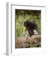 Baby Porcupine in Captivity, Animals of Montana, Bozeman, Montana, USA-James Hager-Framed Photographic Print