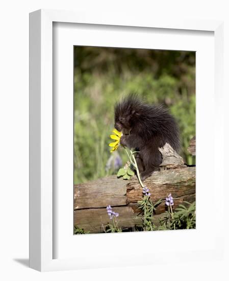 Baby Porcupine in Captivity, Animals of Montana, Bozeman, Montana, USA-James Hager-Framed Photographic Print