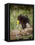 Baby Porcupine in Captivity, Animals of Montana, Bozeman, Montana, USA-James Hager-Framed Stretched Canvas
