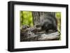 Baby Porcupine on a Tree Stump-null-Framed Premium Giclee Print