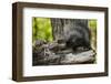 Baby Porcupine on a Tree Stump-null-Framed Premium Giclee Print