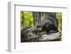 Baby Porcupine on a Tree Stump-null-Framed Premium Giclee Print