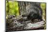 Baby Porcupine on a Tree Stump-null-Mounted Premium Giclee Print