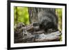 Baby Porcupine on a Tree Stump-null-Framed Premium Giclee Print