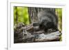 Baby Porcupine on a Tree Stump-null-Framed Premium Giclee Print