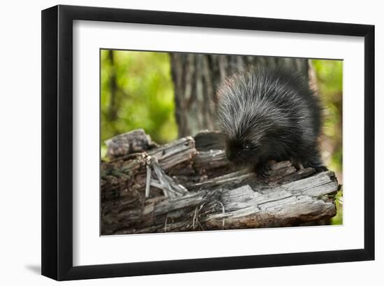 Baby Porcupine on a Tree Stump-null-Framed Art Print