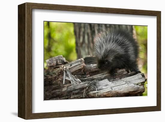 Baby Porcupine on a Tree Stump-null-Framed Art Print