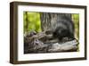 Baby Porcupine on a Tree Stump-null-Framed Art Print