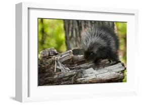 Baby Porcupine on a Tree Stump-null-Framed Art Print