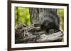 Baby Porcupine on a Tree Stump-null-Framed Art Print