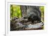 Baby Porcupine on a Tree Stump-null-Framed Art Print