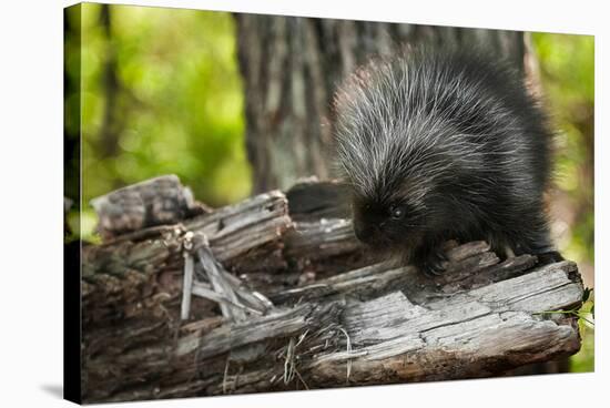 Baby Porcupine on a Tree Stump-null-Stretched Canvas