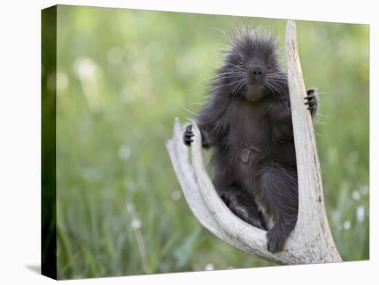 Baby Porcupine Sitting on a Weathered Elk Antler, in Captivity, Bozeman, Montana, USA-James Hager-Stretched Canvas
