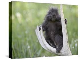 Baby Porcupine Sitting on a Weathered Elk Antler, in Captivity, Bozeman, Montana, USA-James Hager-Stretched Canvas