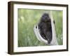 Baby Porcupine Sitting on a Weathered Elk Antler, in Captivity, Bozeman, Montana, USA-James Hager-Framed Photographic Print