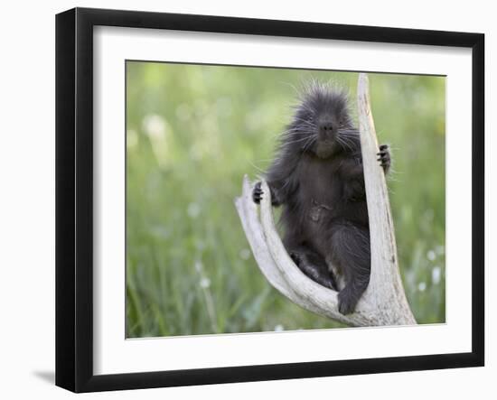 Baby Porcupine Sitting on a Weathered Elk Antler, in Captivity, Bozeman, Montana, USA-James Hager-Framed Photographic Print