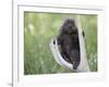 Baby Porcupine Sitting on a Weathered Elk Antler, in Captivity, Bozeman, Montana, USA-James Hager-Framed Photographic Print