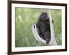 Baby Porcupine Sitting on a Weathered Elk Antler, in Captivity, Bozeman, Montana, USA-James Hager-Framed Photographic Print