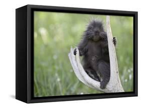 Baby Porcupine Sitting on a Weathered Elk Antler, in Captivity, Bozeman, Montana, USA-James Hager-Framed Stretched Canvas