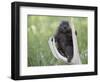 Baby Porcupine Sitting on a Weathered Elk Antler, in Captivity, Bozeman, Montana, USA-James Hager-Framed Photographic Print