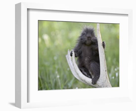 Baby Porcupine Sitting on a Weathered Elk Antler, in Captivity, Bozeman, Montana, USA-James Hager-Framed Photographic Print