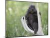 Baby Porcupine Sitting on a Weathered Elk Antler, in Captivity, Bozeman, Montana, USA-James Hager-Mounted Photographic Print