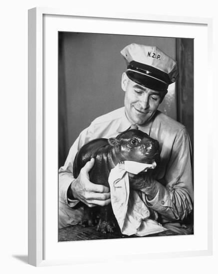 Baby Pygmy Hippo, Gumdrop, Being Rubbed Down Following His Bath-null-Framed Photographic Print