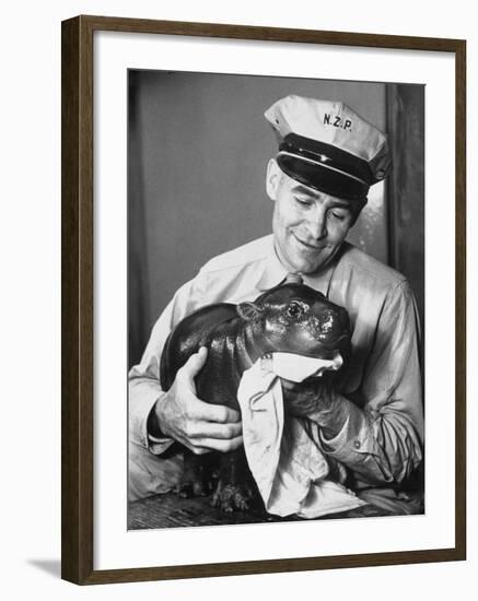 Baby Pygmy Hippo, Gumdrop, Being Rubbed Down Following His Bath-null-Framed Photographic Print