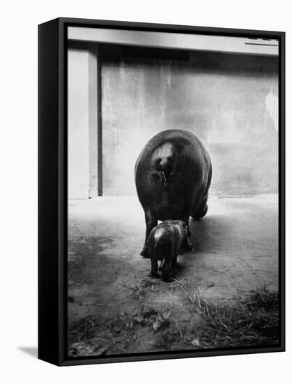 Baby Pygmy Hippo, Gumdrop, Following His Mother to Take a Nap-George Skadding-Framed Stretched Canvas