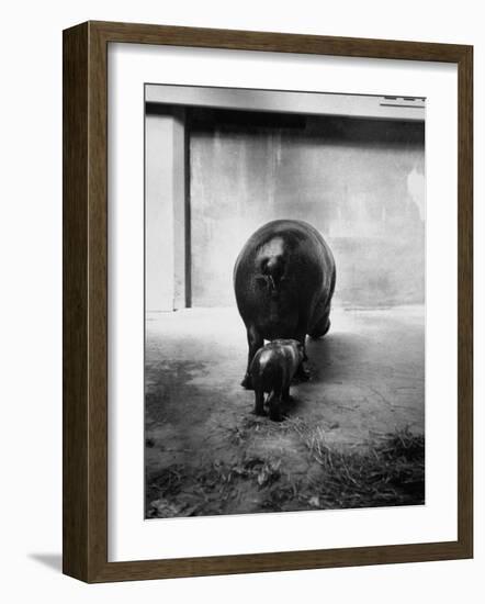 Baby Pygmy Hippo, Gumdrop, Following His Mother to Take a Nap-George Skadding-Framed Photographic Print