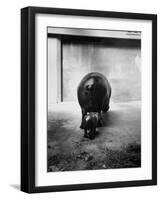 Baby Pygmy Hippo, Gumdrop, Following His Mother to Take a Nap-George Skadding-Framed Photographic Print