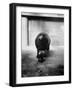 Baby Pygmy Hippo, Gumdrop, Following His Mother to Take a Nap-George Skadding-Framed Photographic Print